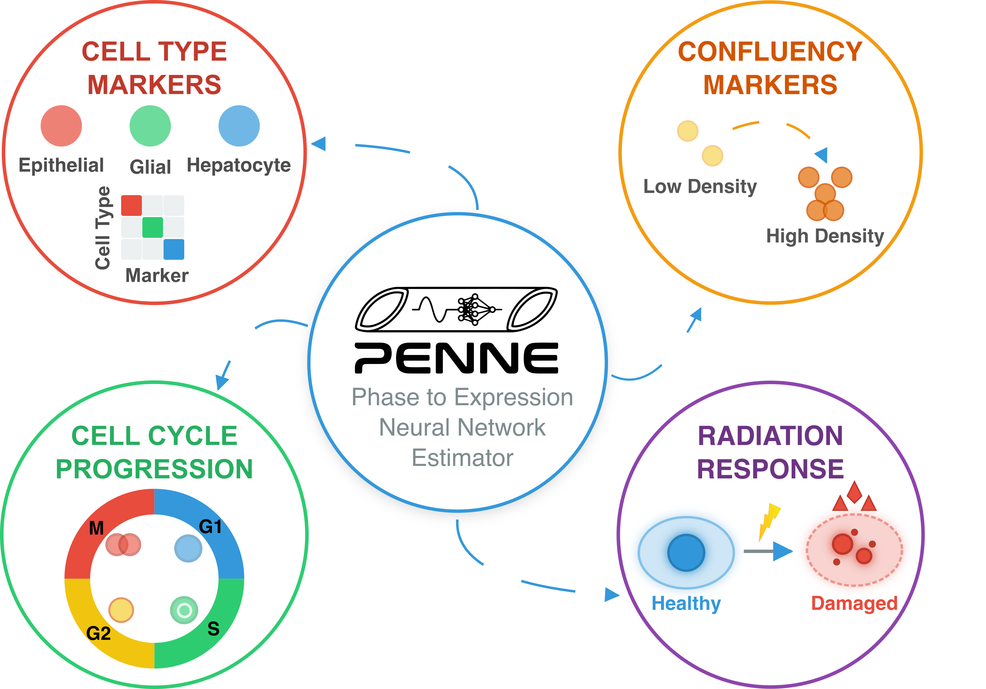 Longitudinal whole transcriptomic profiling of live cells through domain adaptation