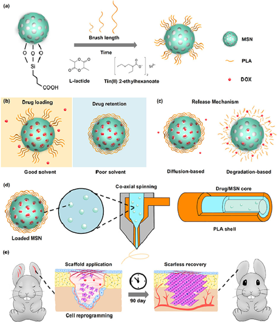 Evaporation-based, co-axial lock-and-key fibrous reservoir for long-term prevention of hypertrophic scars