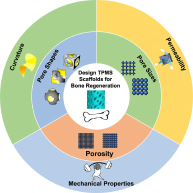 Application of TPMS structure in bone regeneration